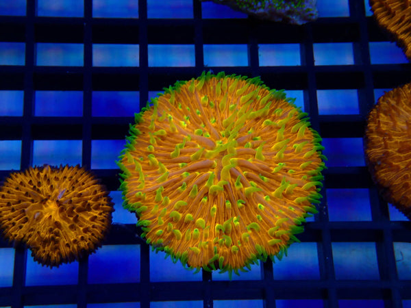 Fungia Disk