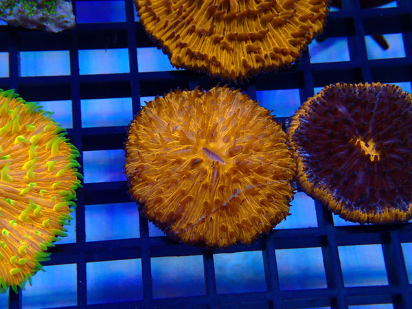 Fungia Disk