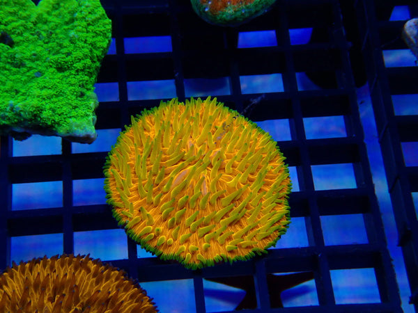 Fungia Disk