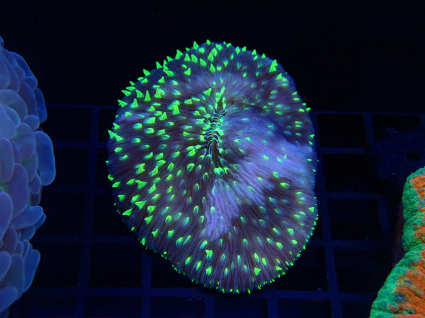 Fungia sp
