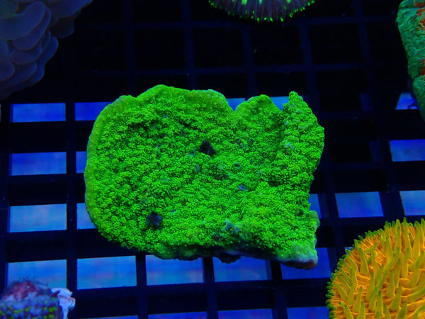 Green Monti small