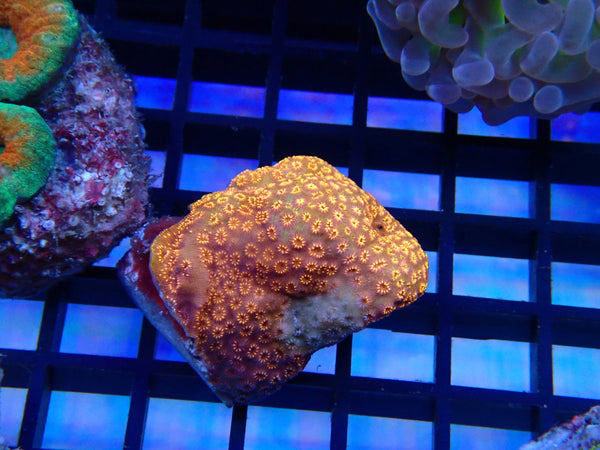 Pavona sp small