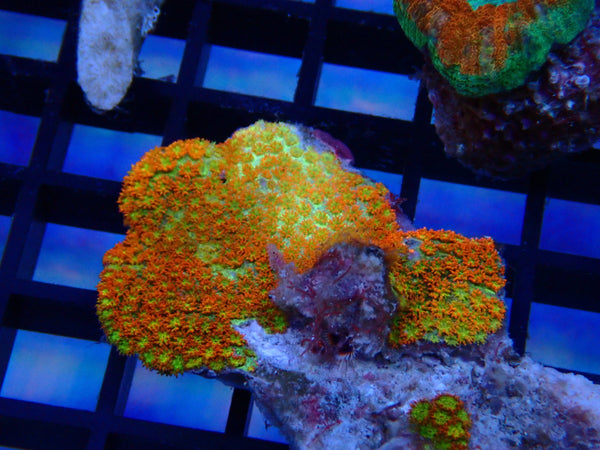 Bernardopora sp small