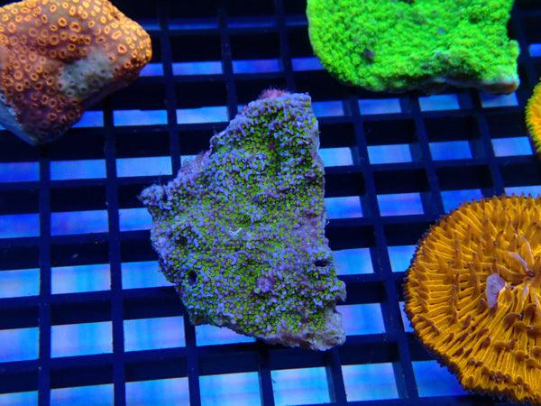 Encrusting Monti Frag