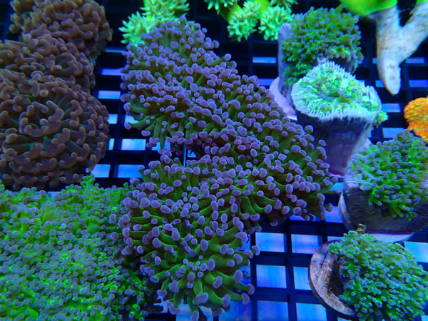 Frogspawn Reverse stem medium