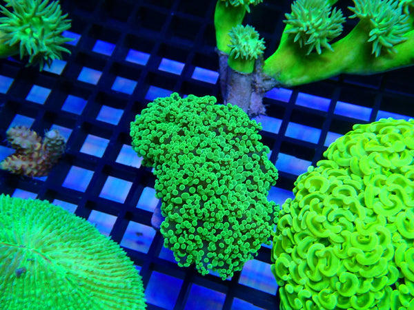 Toxic Frogspawn small