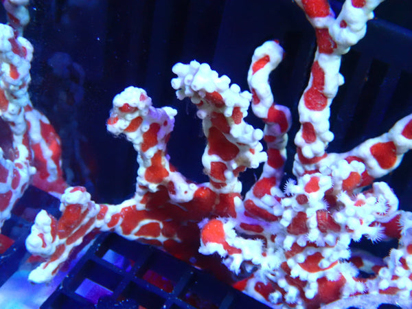Spider Sponge small