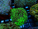 Monsoon Aquatics Ultra Hammer Frag