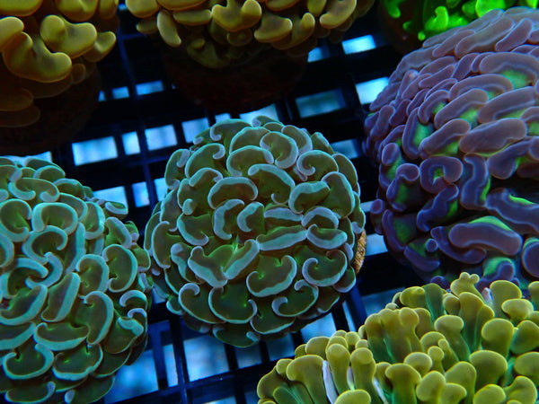 Monsoon Aquatics Hammer Frag