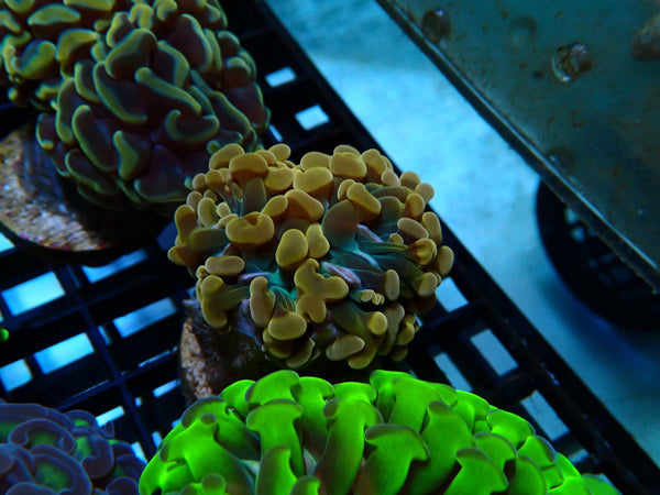 Monsoon Aquatics Ultra Hammer Frag