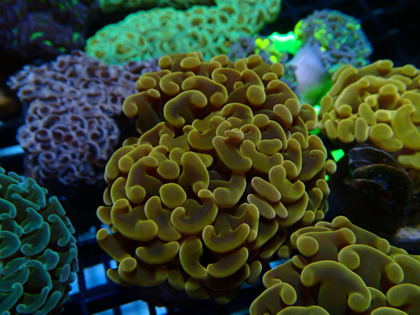 Monsoon Aquatics Ultra Hammer Frag