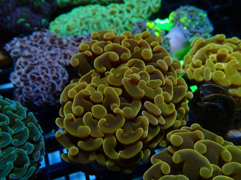 Monsoon Aquatics Ultra Hammer Frag