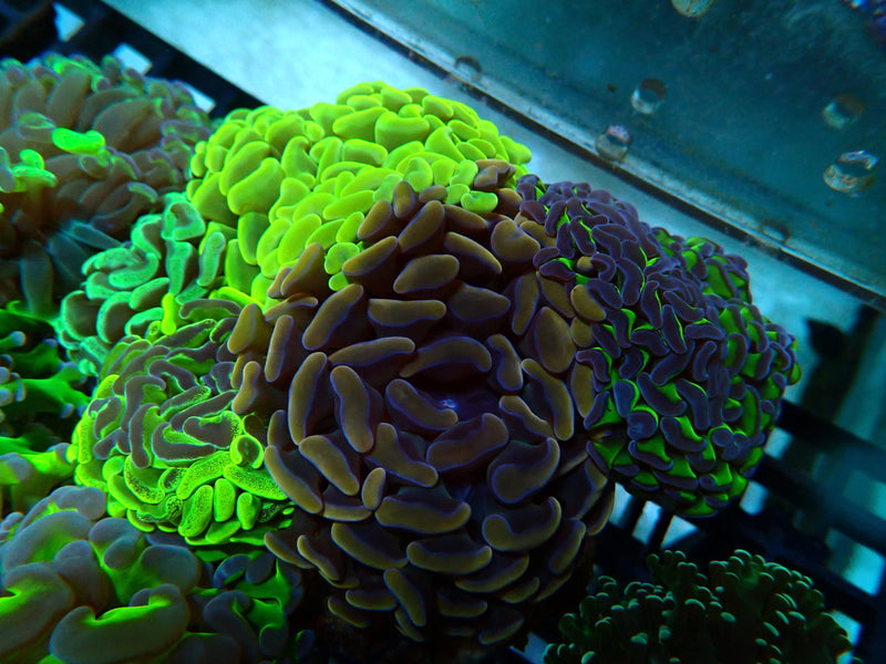 Monsoon Aquatics Para Hammer Garden