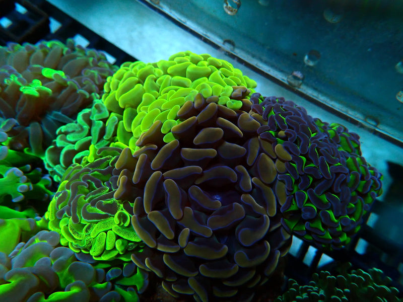 Monsoon Aquatics Para Hammer Garden