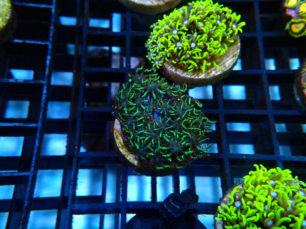 Sustainable Reefs Sympodium Frag