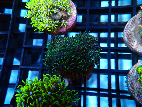 Sustainable Reefs Sympodium Frag