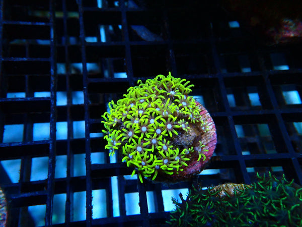 Sustainable Reefs Super Bright Green GSP
