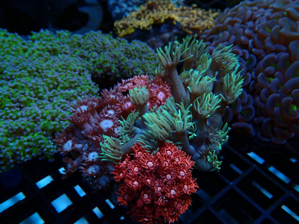 Monsoon Aquatics Goni Garden