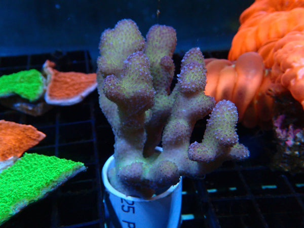 Stylophora