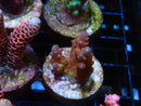 Sustainable Reefs Acro Frag Golden Cherry Blossum
