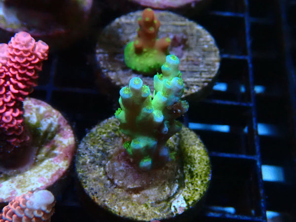 Sustainable Reefs Acro Frag