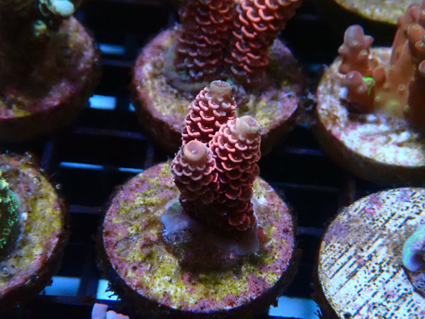 Sustainable Reefs Acro Frag