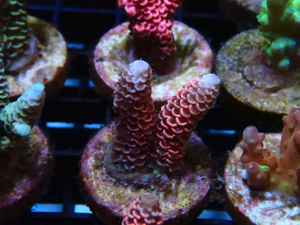 Sustainable Reefs Acro Frag