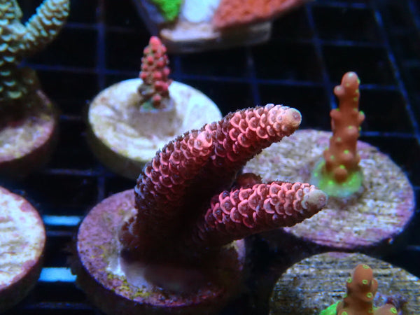 Sustainable Reefs Acro Frag