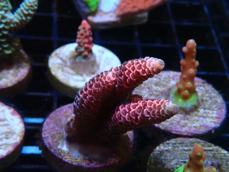 Sustainable Reefs Acro Frag