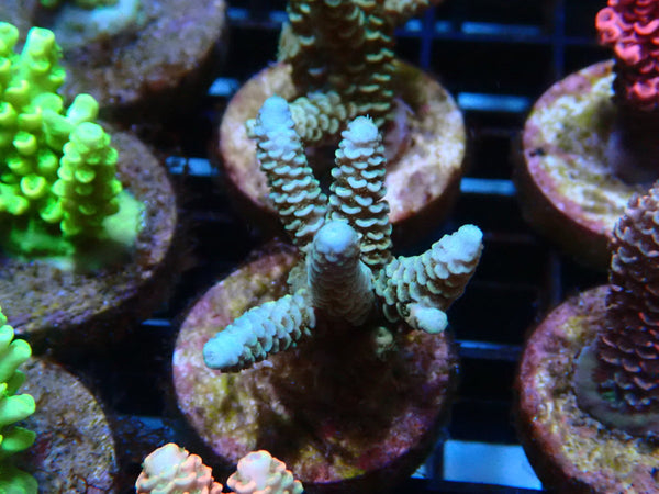 Sustainable Reefs Acro Frag