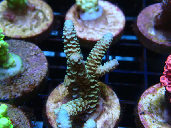 Sustainable Reefs Acro Frag