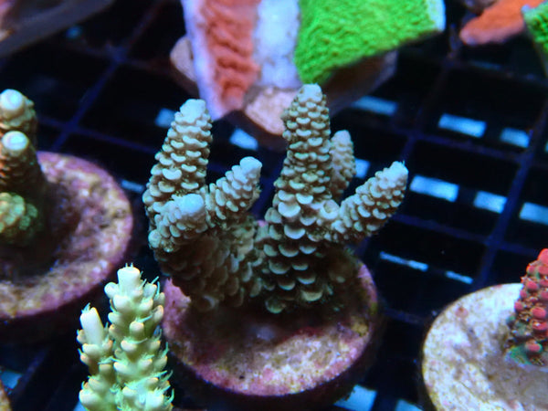 Sustainable Reefs Acro Frag
