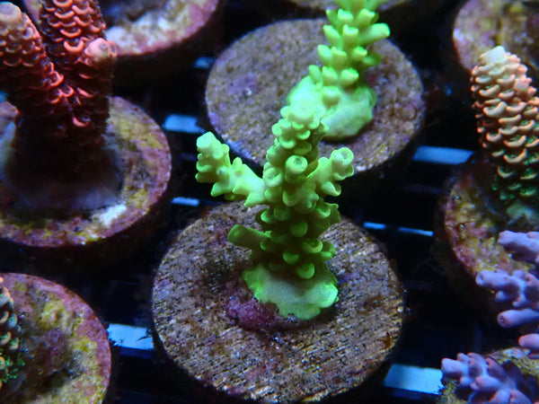 Sustainable Reefs Acro Frag