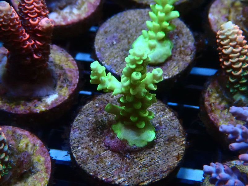 Sustainable Reefs Acro Frag