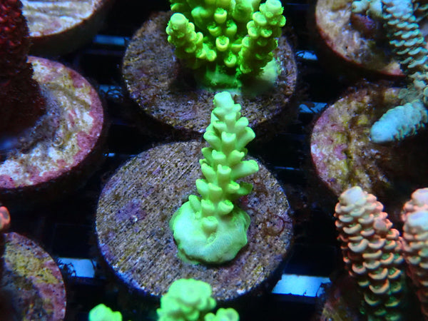 Sustainable Reefs Acro Frag