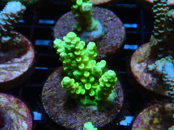 Sustainable Reefs Acro Frag