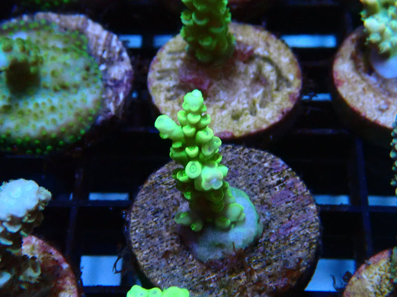 Sustainable Reefs Acro Frag