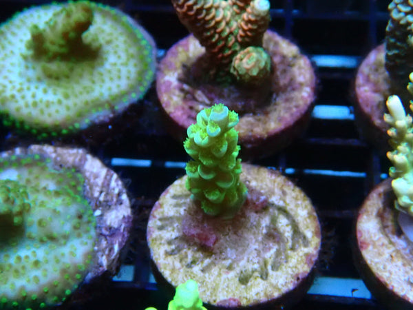 Sustainable Reefs Acro Frag