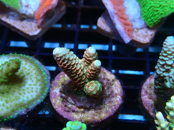 Sustainable Reefs Acro Frag