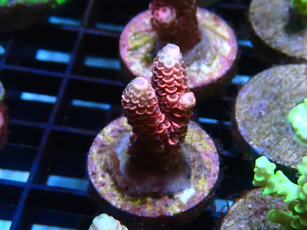 Sustainable Reefs Acro Frag