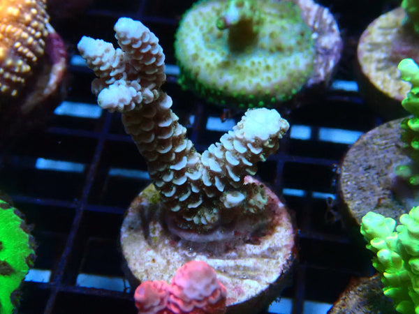 Sustainable Reefs Acro Frag