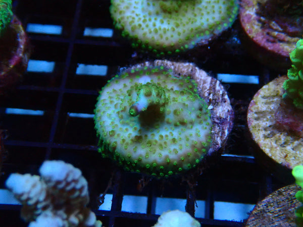 Sustainable Reefs Acro Frag