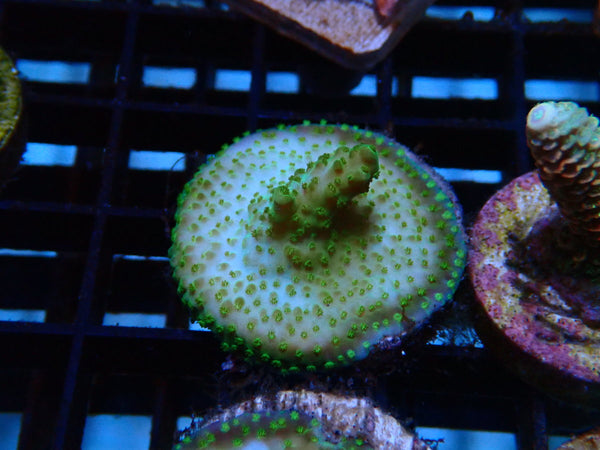 Sustainable Reefs Acro Frag