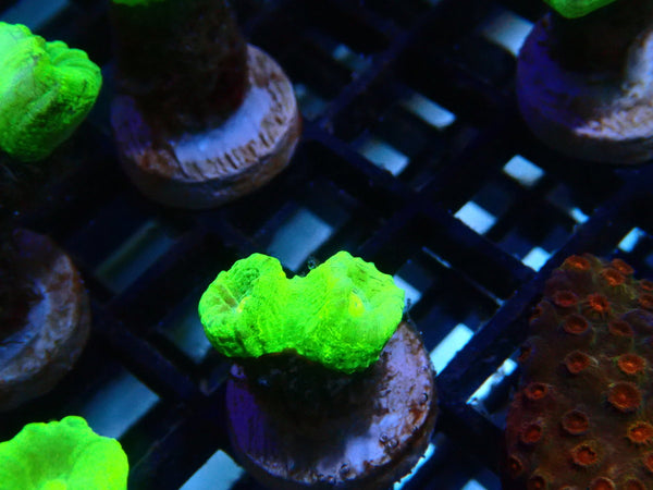 Toxic Green Candy Cane Frag