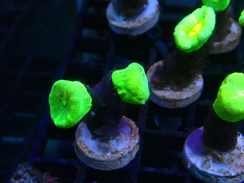 Toxic Green Candy Cane Frag