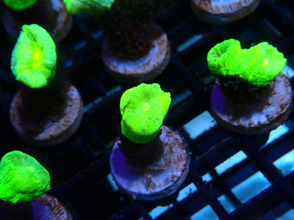 Toxic Green Candy Cane Frag
