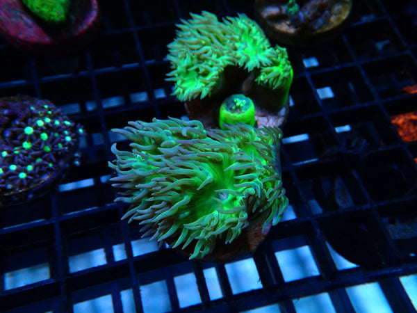 GBR Aquatics Duncan Frag