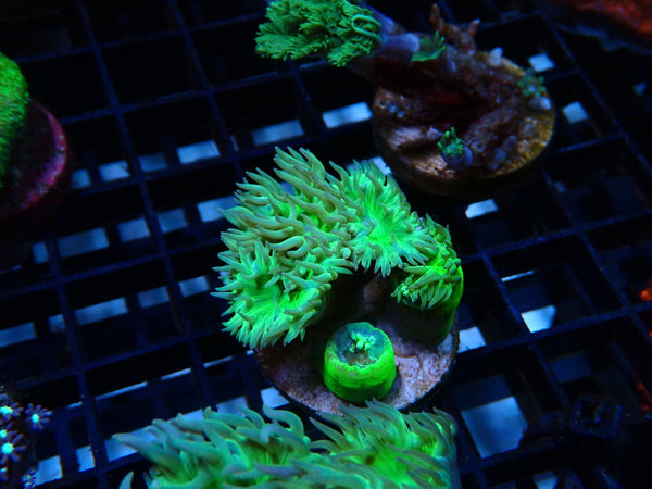 GBR Aquatics Duncan Frag