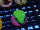 Sustainable Reefs Coscinaraea Shrek Frag