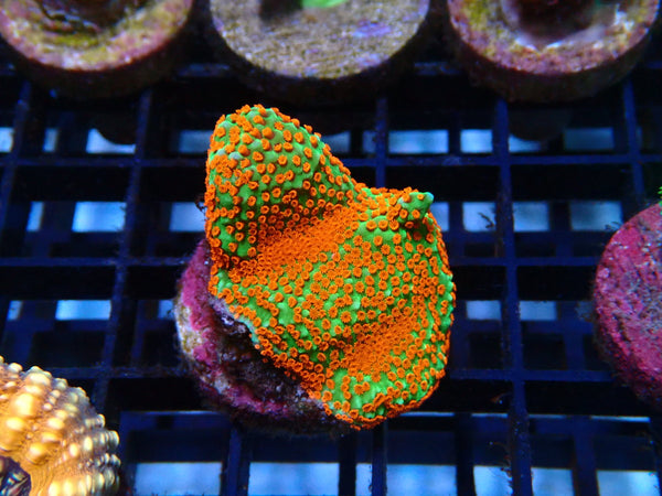 Monti Frag
